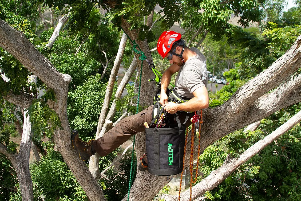 Élagueur grimpeur encordé dans un arbre